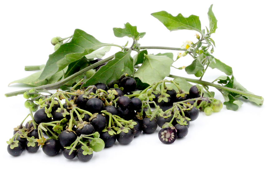 Manathakkaali (Black Nightshade) 500g