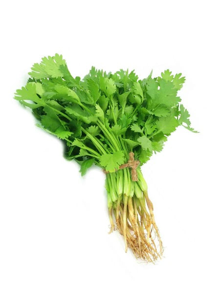 Daun Ketumbar (Coriander Cilantro)
