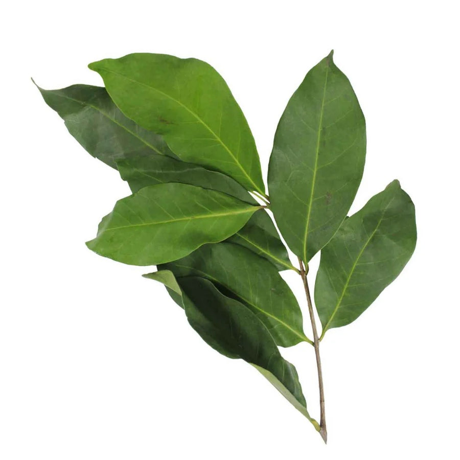 Daun Salam (Indonesian Bay Leaf)