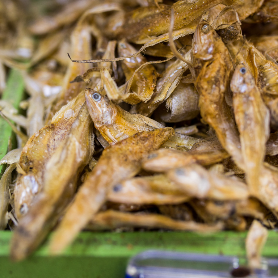 Ikan Bulu Ayam 100g